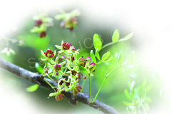 Limonia acidissima
